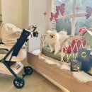 로얄손세탁 | 로얄테일즈 강아지 유모차 풀옵션! 글로리아 개모차 꾸미기 악세사리 풀세팅 후기