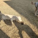 왈가왈부 반려견센터 이미지