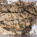 양천세천 이미지