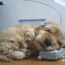 우리집 강아지 이미지