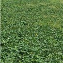 의술농장 이미지