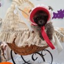 모던펫코리아 이미지