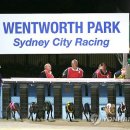 stadium of dogs 이미지