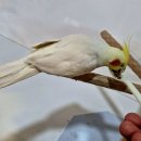 미어캣인더시티 이미지