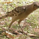 [야마시나조류연구소 著]재미있는 새 상식(45)-bowerbird(정자새)는 예술적인 건축으로 사랑을 말한다. 이미지