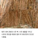 노아의 방주 이미지