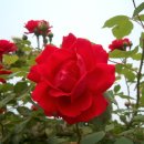 예산읍011 이미지