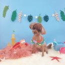 그루밍_light 이미지