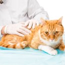 하온동물의료센터 이미지