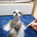 숲속애견샵 이미지