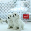 몽프리제 이미지