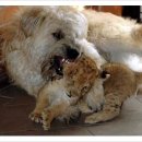 하룻 강아지 이미지