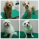 말티와푸들이사는집 이미지