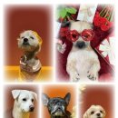 놀러오개 애견유치원 애견호텔 강남점 이미지