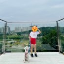 대덕동 난점마을 앞 | 분위기좋은 애견동반 당진카페 포레스트 가는 방법 후기