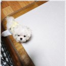 멍앤냥 강아지고양이 안양점 이미지