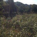 신보문장 이미지