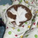 선원사지로 | 11월 아름다운 시작 그리고 여전히 현미와 함께하는 베짱이의 일상