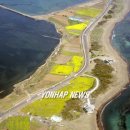 유채꽃길 이미지