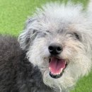 마마스미독펜트하우스 광주애견유치원&애견호텔 본점 이미지