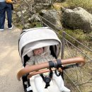 (주)그린포인트지엔씨 | 화담숲 벚꽃 시기 현황 4월 둘째주 만개 | 아기랑 방문 후기 꿀팁