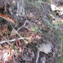 흰굴뚝버섯(굽두더기,굽더덕,꿀돼지버섯)-퍼온글 이미지
