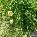 자연애민박 이미지