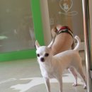 하모니 동물병원 이미지