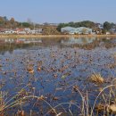 함안 대송리 늪지식물 이미지