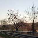 정천~주천 단풍나무길 이미지