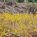 개나리농장 이미지