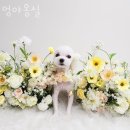 멍야옹실 이미지