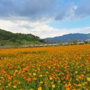 제11회 구포나루 축제, 몰운대, 해운대 수목원 이미지