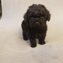 아이러브독 강아지 부천점 이미지