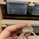 전주 두꺼비 이미지