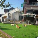 공항 가까운 전원주택 펫시터 이미지