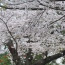 학성공원 벚꽃 이미지