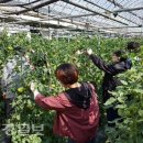 강구면사무소 이미지