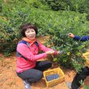 산청블루베리농장