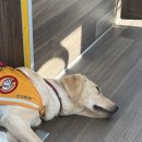 강남구청역 피부과 솔린의원 내돈내산 신기한 후기 (포텐자+쥬베룩 등등등 우와 신기하다!)