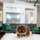 일산 강아지분양 스마트독 이미지