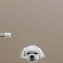 뚜뚜멍멍 이미지