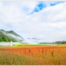 꽃이있는풍경 이미지