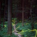 반딧불이 이미지