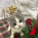 오독안심분양센터 강아지분양 고양이분양 목동점 이미지