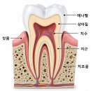 헤리치과의원 | 어금니가 흔들린다면 강남역치과 헤리에서 체크해보세요