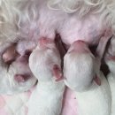 킹덤펫 | 일산강아지분양 고양 일산동구 중산동 킹덤펫 위치 가격 후기