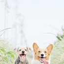 수락 동물병원 이미지