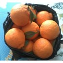 늘푸른청과 이미지