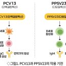 폐렴구균백신 13가 vs 폐렴구균백신 23가 폐렴구균백신 이미지